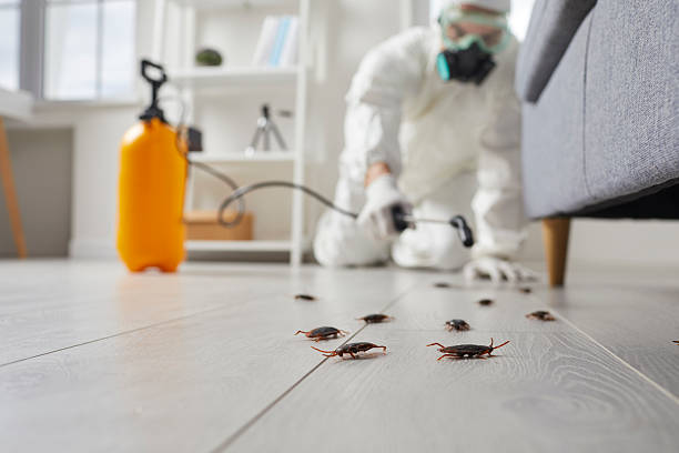 Post-Treatment Bed Bug Interceptor Monitoring in Gordon